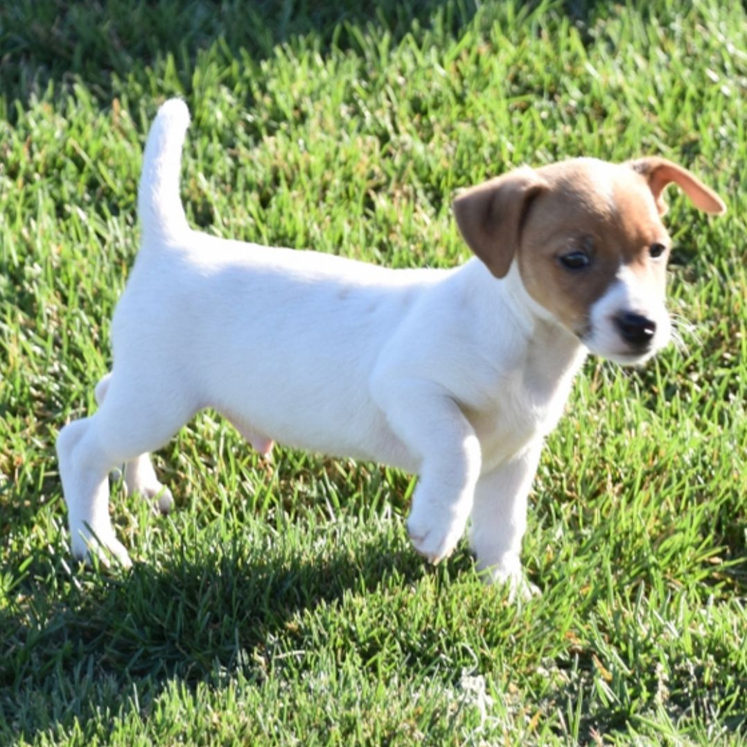 comprar cachorros sanos, baratos y asequibles para la venta